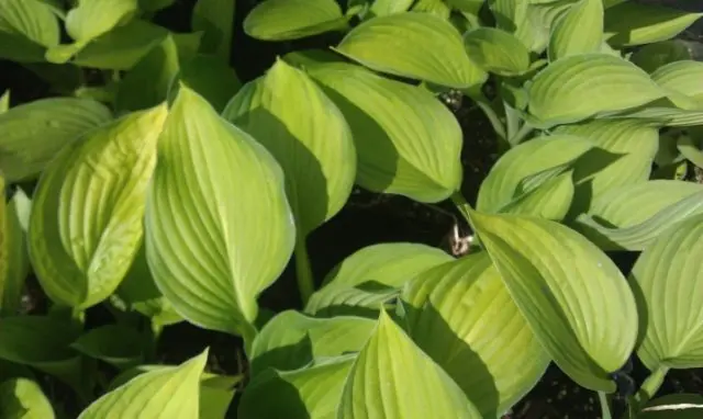 Hosta June: photo and description