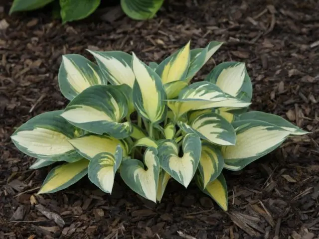 Hosta June: photo and description