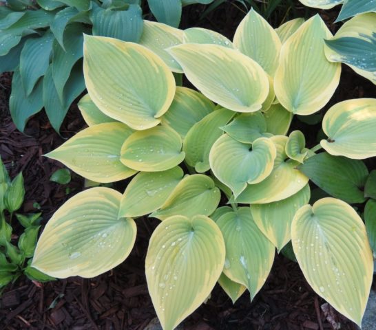 Hosta June: photo and description