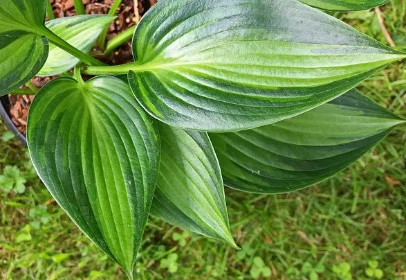 Hosta June: photo and description