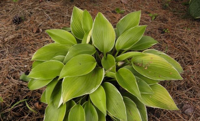 Hosta June: photo and description