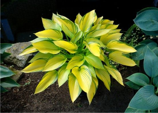 Hosta June: photo and description