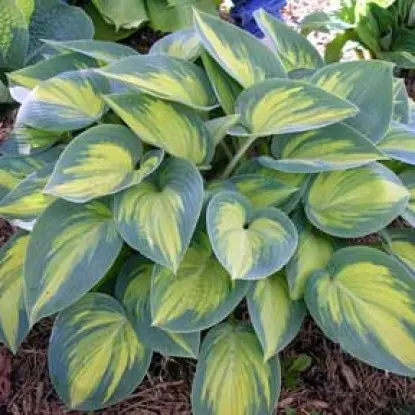 Hosta June: photo and description