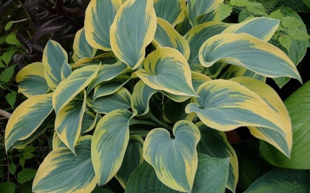 Hosta June: photo and description