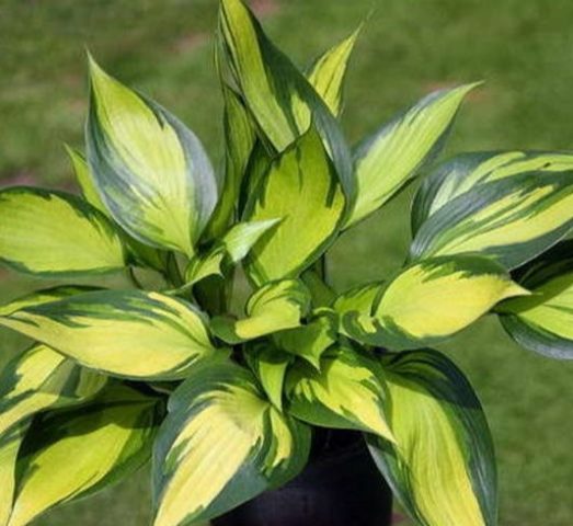 Hosta June: photo and description