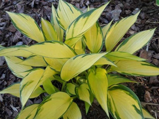 Hosta June: photo and description