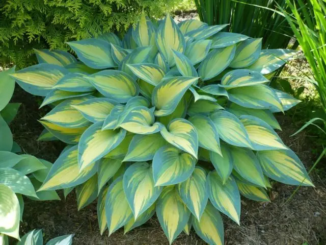 Hosta June: photo and description