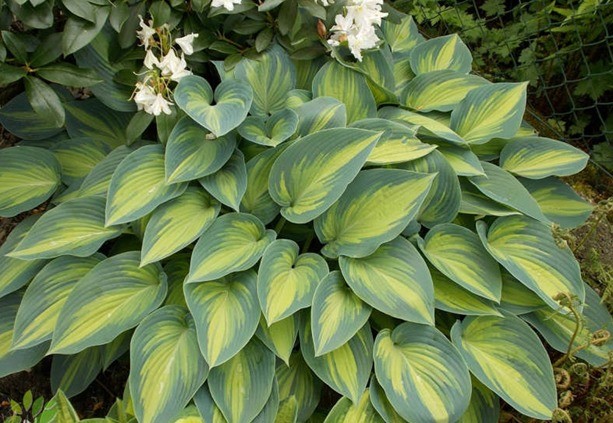 Hosta June: photo and description