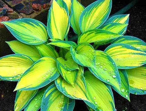 Hosta June: photo and description