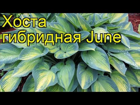 Hosta June: photo and description