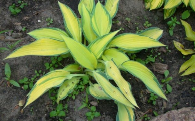 Hosta June: photo and description