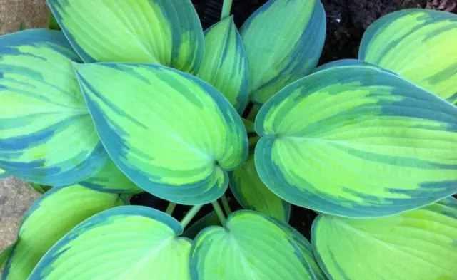 Hosta June: photo and description