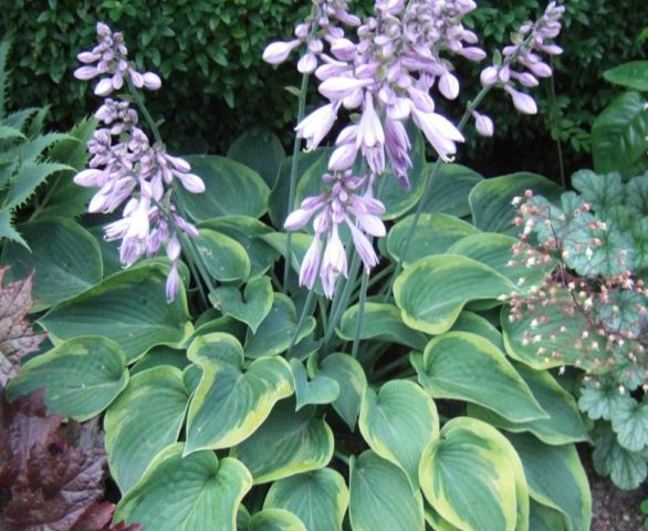 Hosta June: photo and description