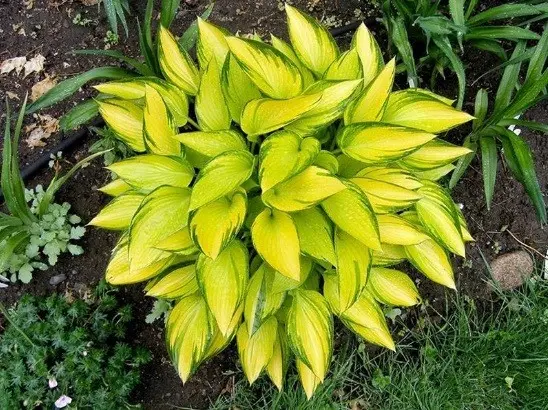 Hosta June: photo and description