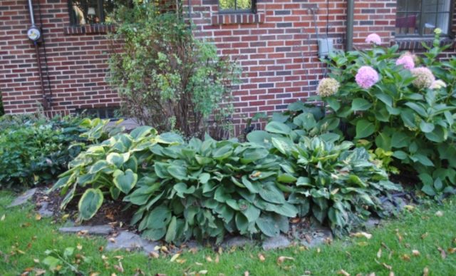 Hosta June: photo and description