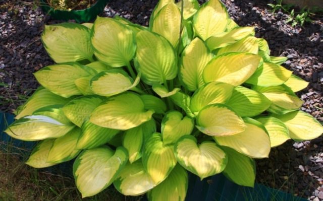 Hosta June: photo and description