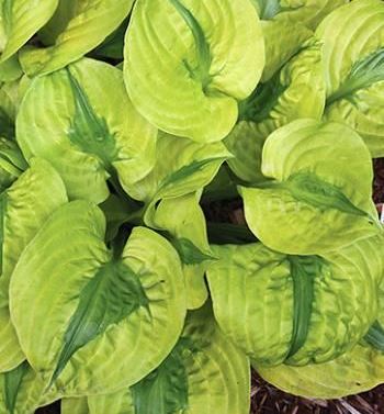 Hosta June: photo and description