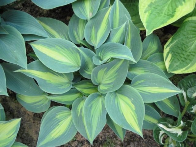 Hosta Katerina: photo and description, reviews