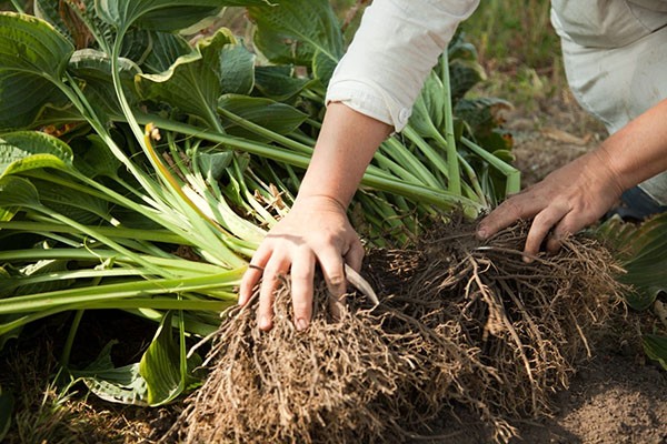 Hosta Katerina: photo and description, reviews