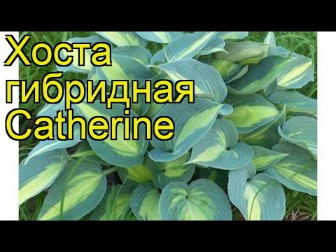 Hosta Katerina: photo and description, reviews