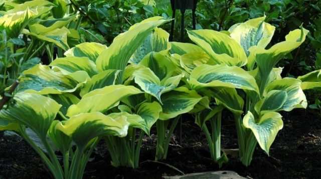 Hosta Liberty (Liberty): photo and variety description