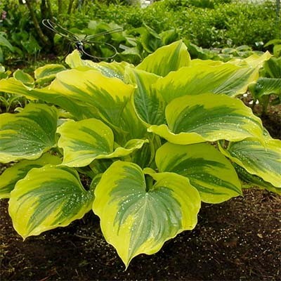 Hosta Liberty (Liberty): photo and variety description