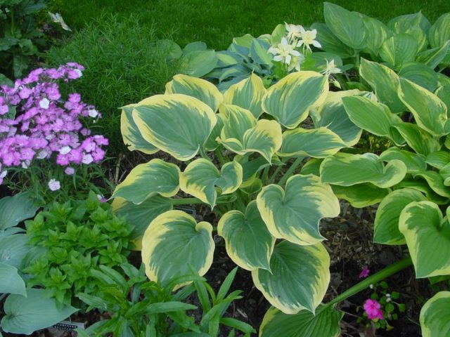 Hosta Liberty (Liberty): photo and variety description