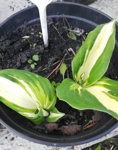 Hosta Liberty (Liberty): photo and variety description