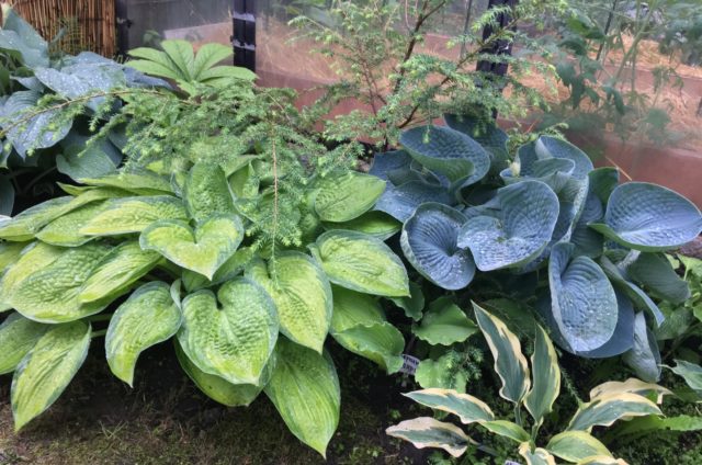 Hosta Orange Marmalade (Orange marmalade): description + photo, planting and care