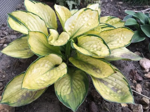 Hosta Orange Marmalade (Orange marmalade): description + photo, planting and care