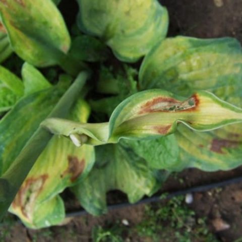 Hosta Patriot: photo and description, reviews