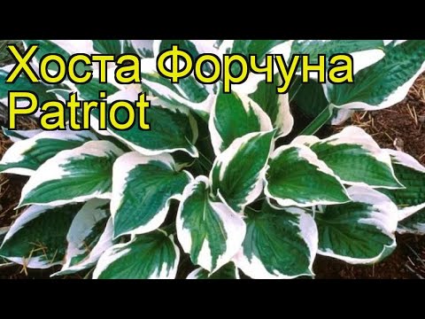 Hosta Patriot: photo and description, reviews