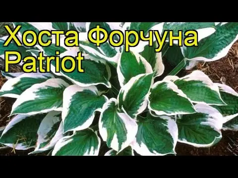 Hosta Patriot: photo and description, reviews