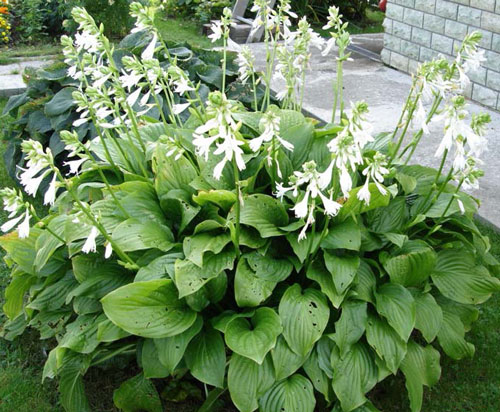 Hosta plantain: photo and description of varieties Grandiflora, Aphrodite