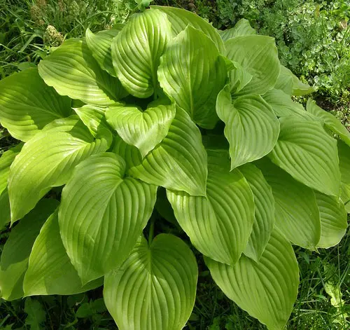 Hosta plantain: photo and description of varieties Grandiflora, Aphrodite