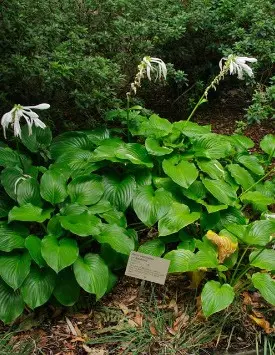 Hosta plantain: photo and description of varieties Grandiflora, Aphrodite