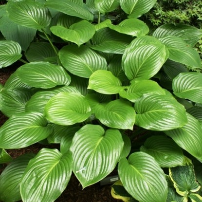 Hosta plantain: photo and description of varieties Grandiflora, Aphrodite