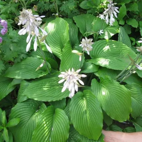 Hosta plantain: photo and description of varieties Grandiflora, Aphrodite