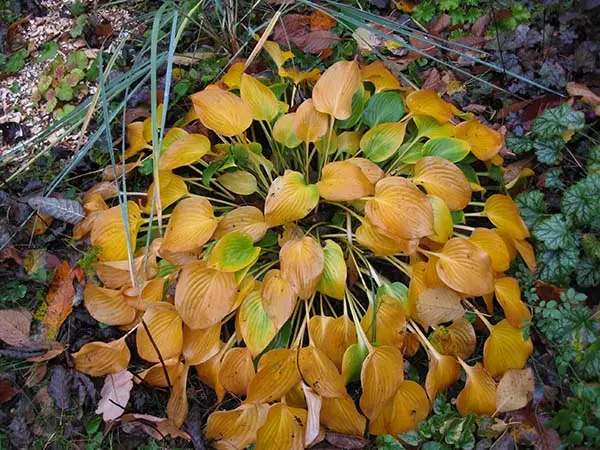 Hosta plantain: photo and description of varieties Grandiflora, Aphrodite