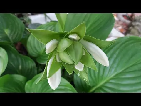 Hosta plantain: photo and description of varieties Grandiflora, Aphrodite