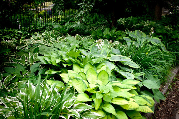 Hosta Rainforest Sunrise: description + photo