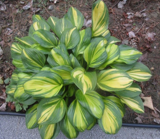 Hosta Rainforest Sunrise: description + photo