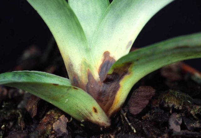 Hosta Rainforest Sunrise: description + photo