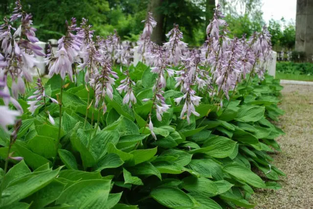 Hosta Robert Frost: photo and description