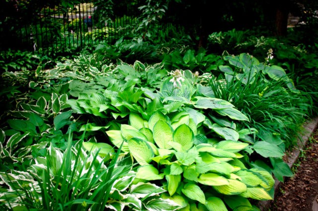 Hosta Robert Frost: photo and description