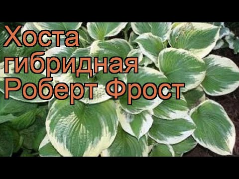 Hosta Robert Frost: photo and description