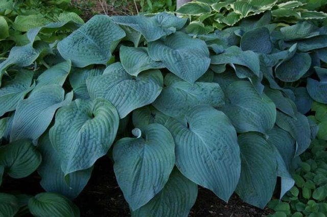 Hosta Siebold: Francis Williams, Funderbolt and other varieties with photos and descriptions