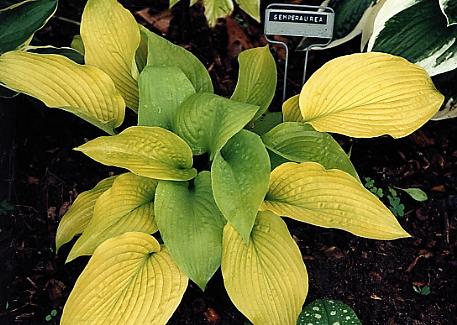 Hosta Siebold: Francis Williams, Funderbolt and other varieties with photos and descriptions