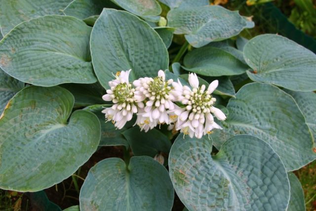 Hosta Siebold: Francis Williams, Funderbolt and other varieties with photos and descriptions