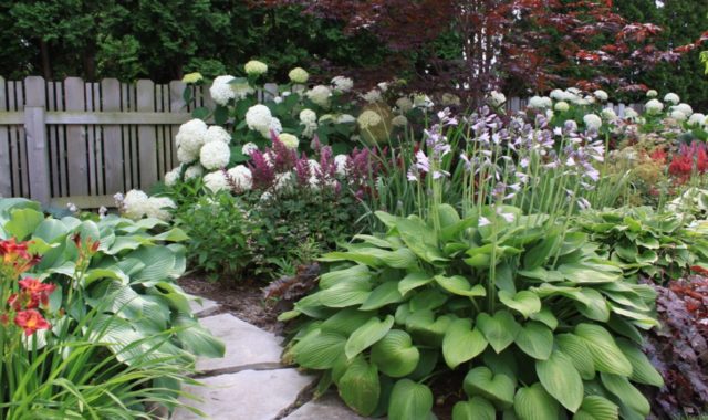 Hosta Siebold: Francis Williams, Funderbolt and other varieties with photos and descriptions